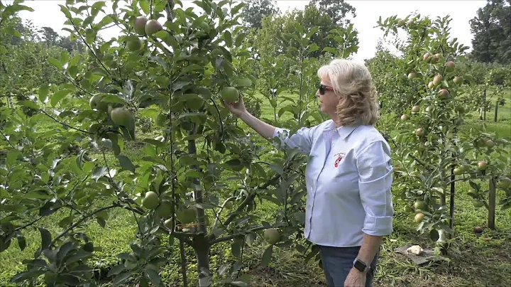 North Georgia Apple Growers Prepare for Harvest After Tough Growing Season