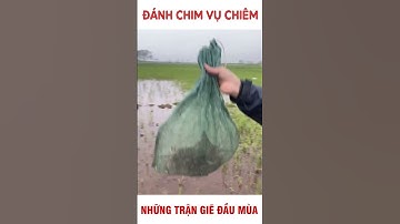 ĐÁNH CHIM GIẼ GIUN VỤ THÁNG 3 #shorts