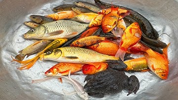 Kem Chanel lái công nông bắt cá trong cốc nước màu sắc có cá chép, cá vàng, con ếch, rùa, con vịt