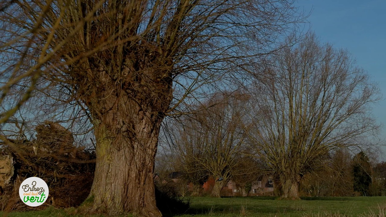 C'est quoi un saule têtard ? 🌳