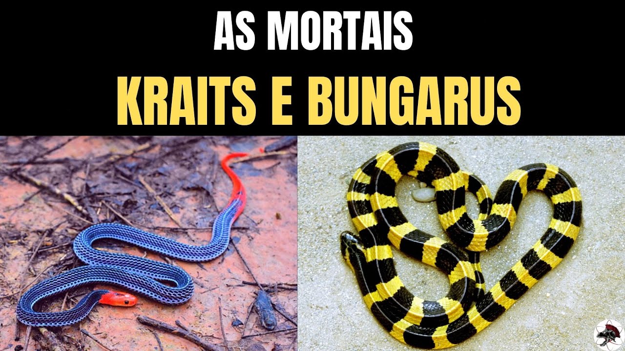 As Mortais Cobras Krait e Bungarus | Biólogo Henrique o Biólogo das Cobras