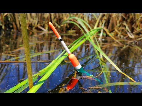 КАРАС КАБАНИ на поплавок в диких мсцях. Рибалка на поплавок