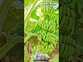 வாழைத்தாரில் அதிக சீப்புகள் வரவேண்டுமா? #banana #விவசாயி #biofertilizer #redbanana #bananafarming