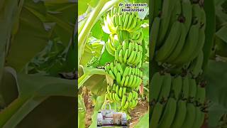 வாழைத்தாரில் அதிக சீப்புகள் வரவேண்டுமா? #banana #விவசாயி #biofertilizer #redbanana #bananafarming