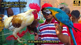Lalukhet Exotic Hen and Rooster Birds Market 22-10-2023 Karachi Part 1 الببغاوات الجميلة