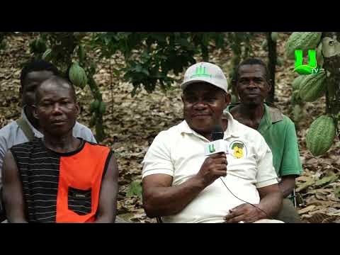 AYEKOO: GALAMSEY AND ITS EFFECTS ON COCOA PRODUCTION