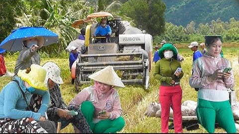 máy cắt 70 độ bánh 9 cắt lúa ô em 18 rất nhanh giá lúa đang tăng tập#maibangtv