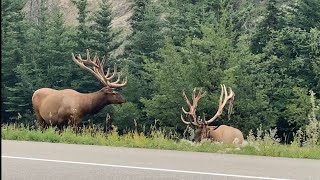 Dont Be That Guy Wait For It Huge Elk Near Jasper, Canada