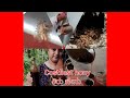 Costliest Honey / ಕಿರು ಜೇನು, special video for you