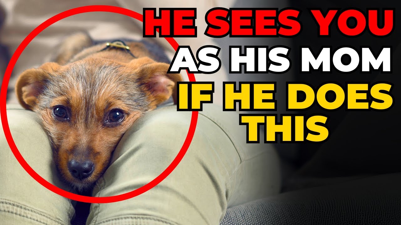 10 Deep Signs Your Dog Sees You as Their Actual Mom
