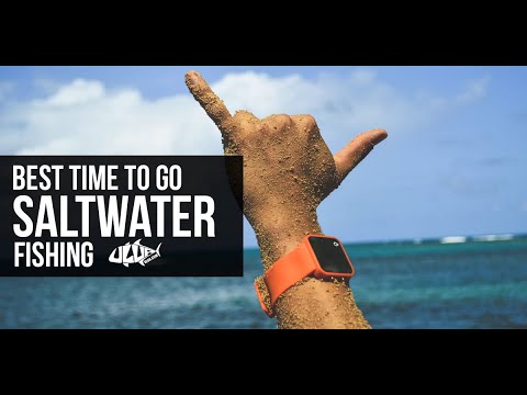 best time to go saltwater fishing