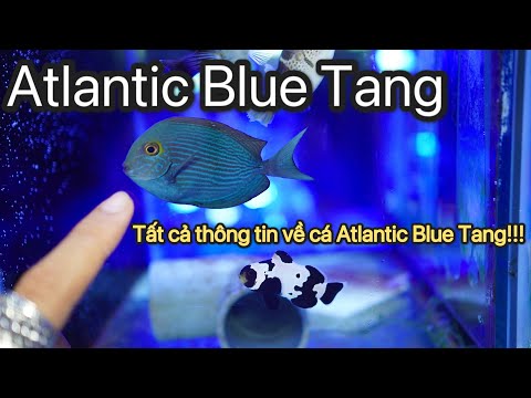 Video: Hướng dẫn và yêu cầu chăm sóc của Blue Tang