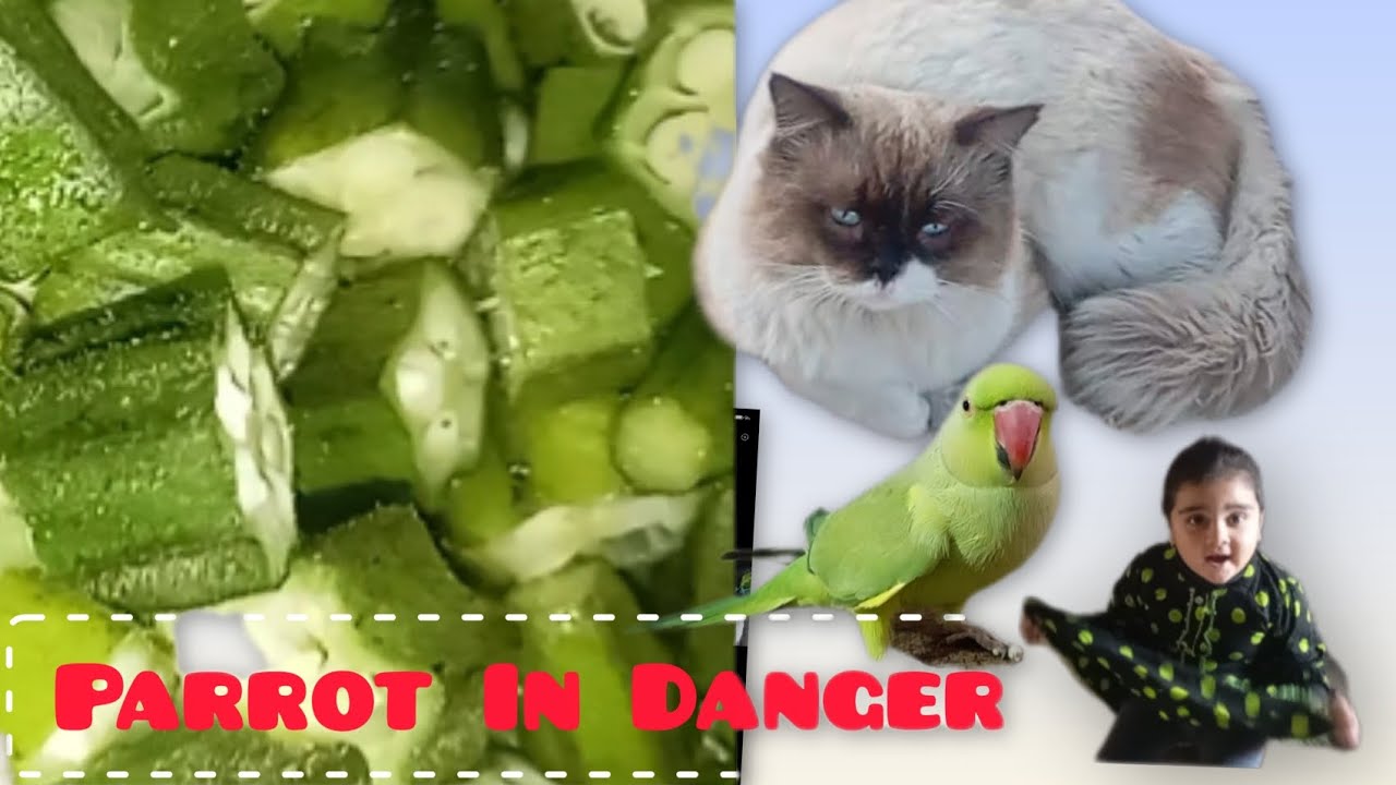 CAT ATTACK ON PARROT 🦜 ⚡ MEAOWWWW😋 yummy food 🥑 Cooking 🍳 dinner 🦜 Talking Parrot 🐦 DAILY VLOG 😋PET