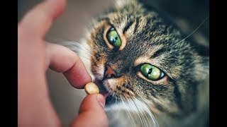 Как дать кошке таблетку... Как дать кошке таблетку...