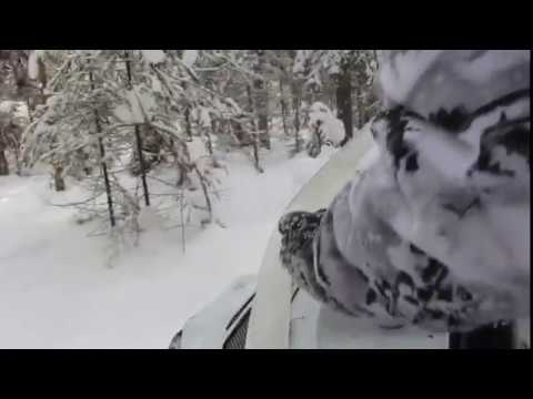 Снегоход Тайга СТ 500Д в лесу