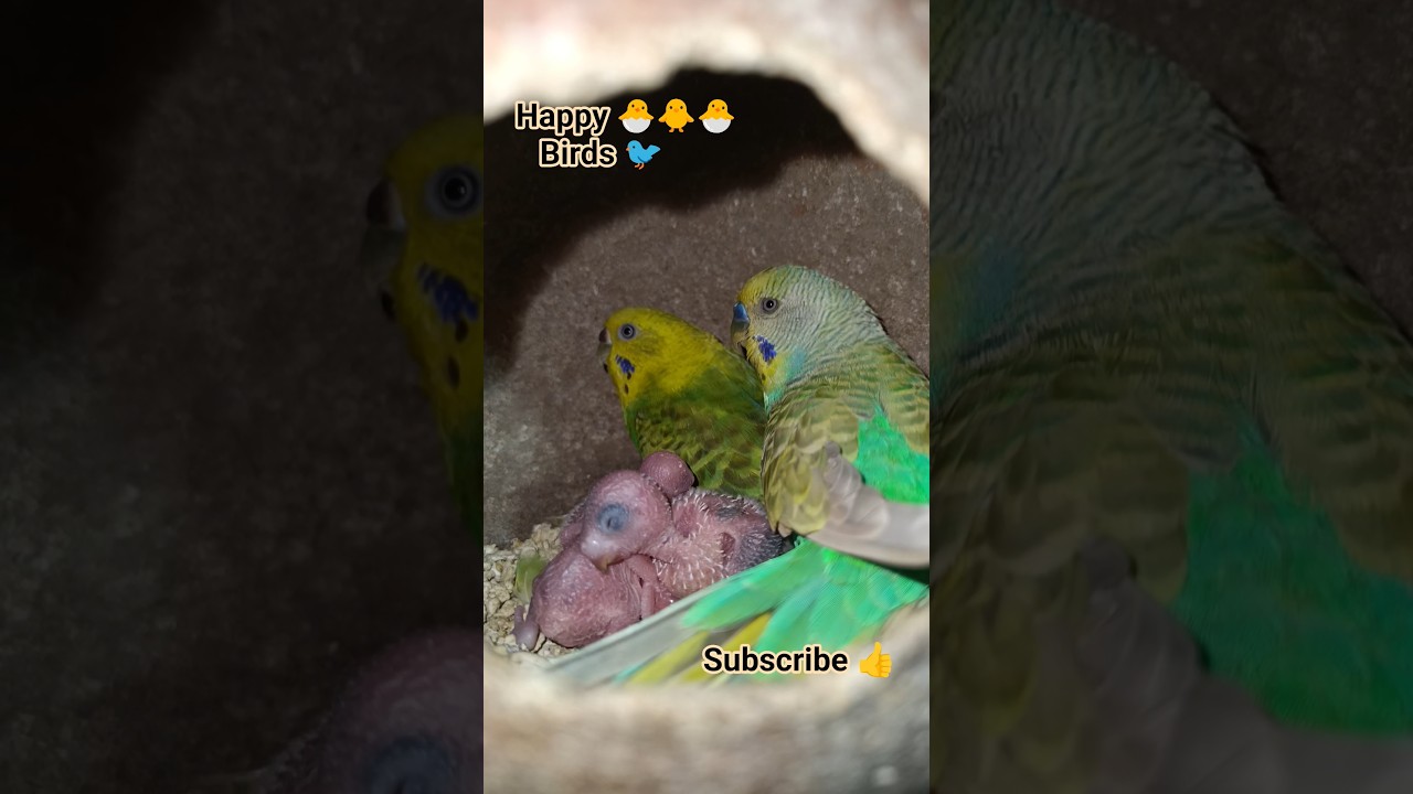Happy 🐣🐥🐣 bird's (( Mini colony )) 
