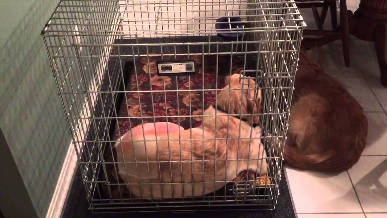 My Dog's Total Hip Replacement Day Two YouTube