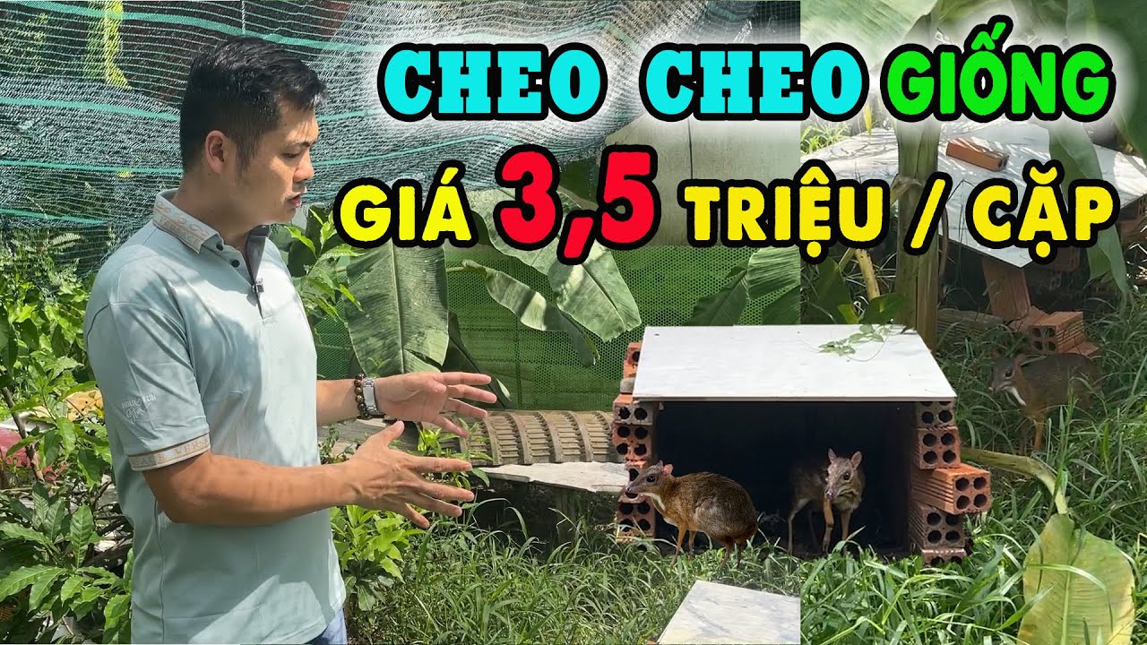 Giá Bán Cheo Cheo Giống 3,5 Triệu  Trại Nuôi Cheo Cheo Lớn Nhất Miền Nam |  Kết Nối  Chăn Nuôi