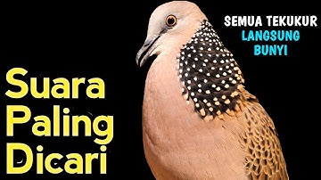 Suara Burung Tekukur Gacor Khusus Pancingan Yang Malas Bunyi - Putar Langsung Nyaut...!