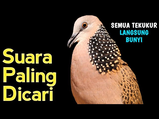 Suara Burung Tekukur Gacor Khusus Pancingan Yang Malas Bunyi - Putar Langsung Nyaut...! class=