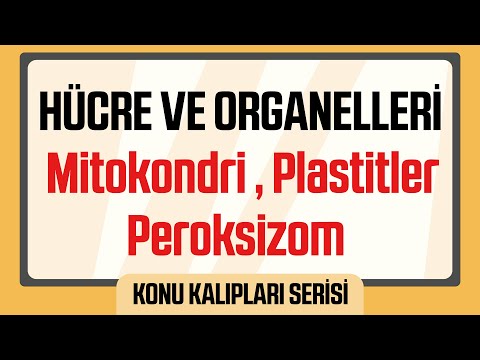 Video: Bir okulun mitokondrisi ne olurdu?