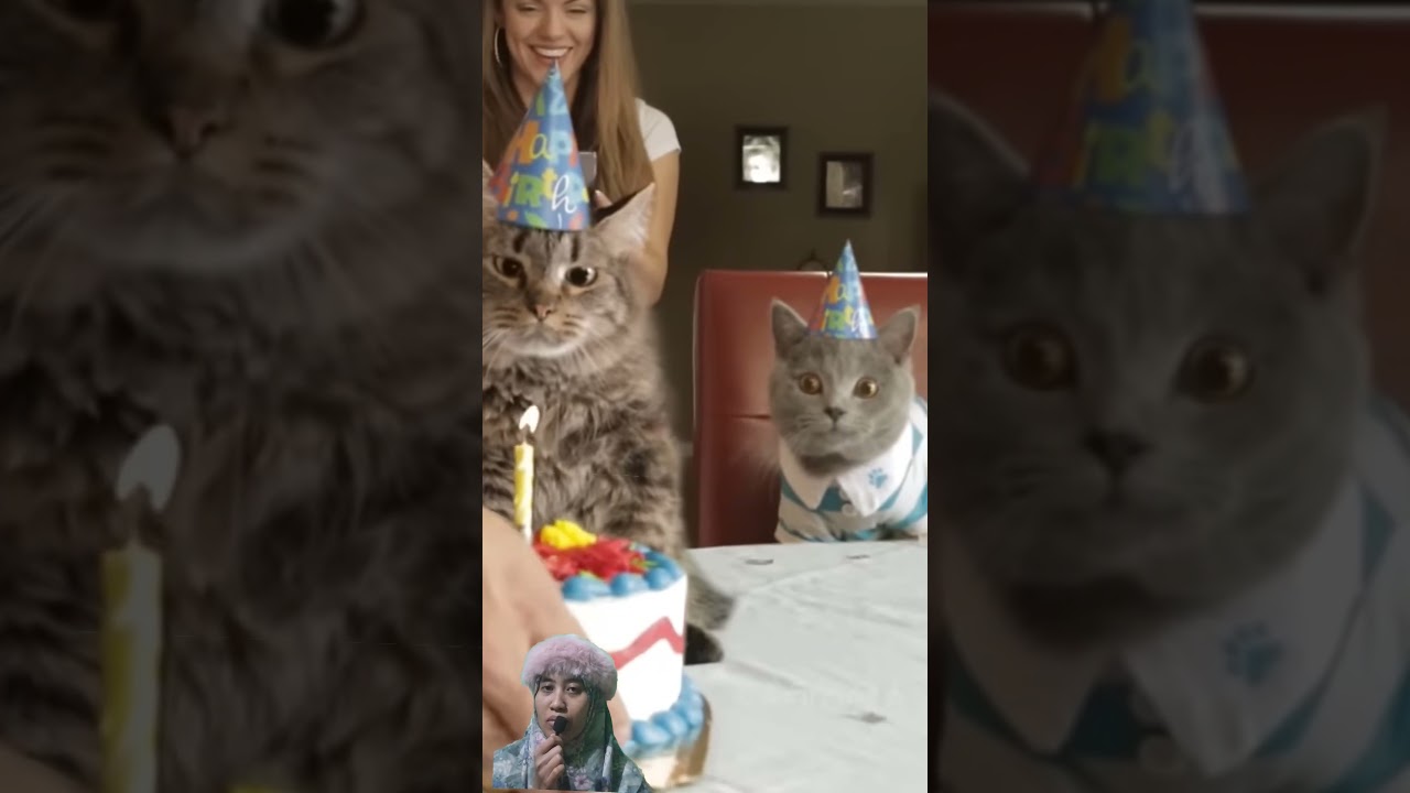 The chaos of the cat's birthday.
