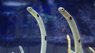 【HD】チンアナゴ達の生活（すみだ水族館）SUMIDA AQUARIUM