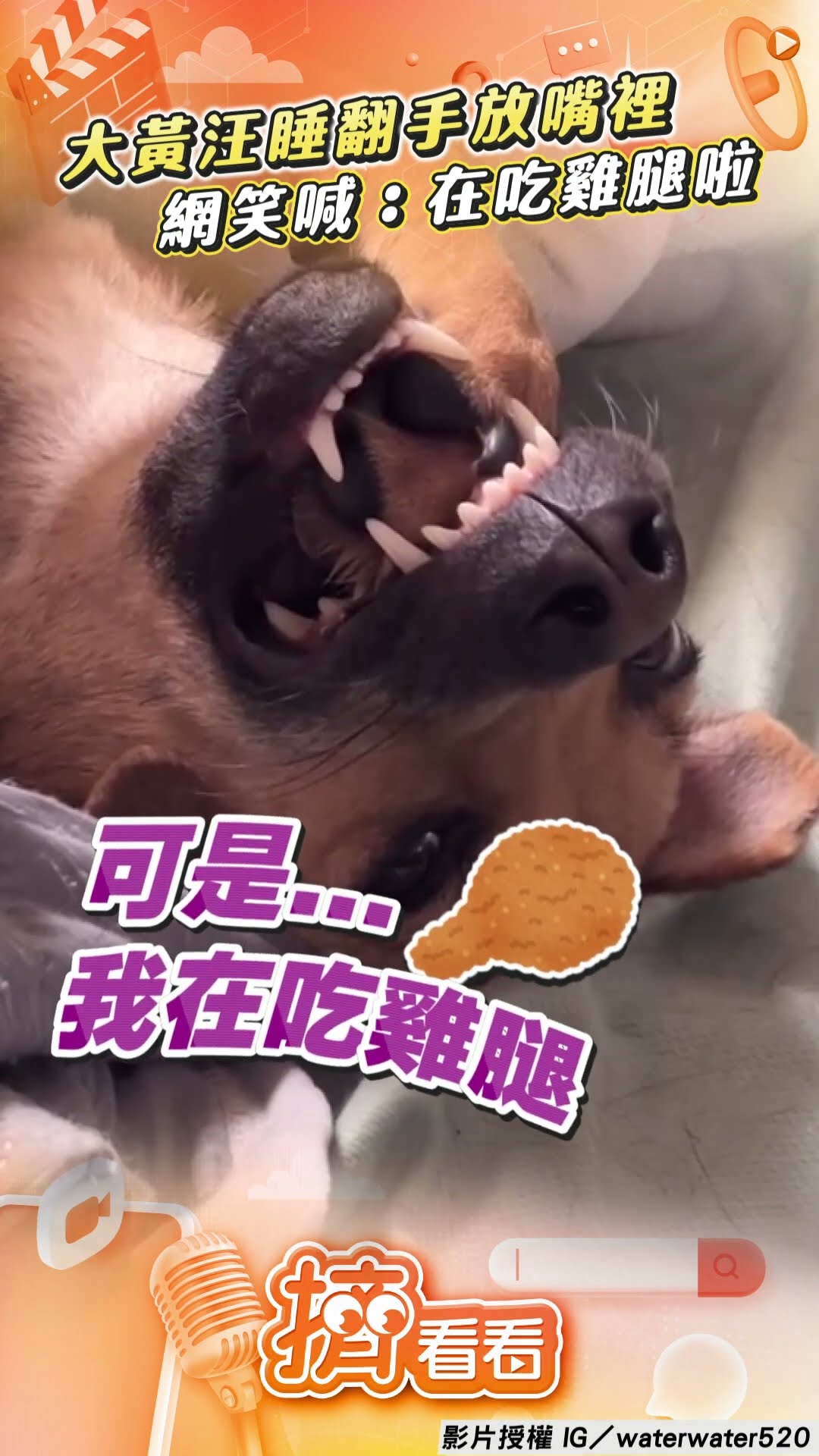 大黃汪「睡翻」手手放嘴裡 網笑喊：牠正在吃雞腿啦!｜TVBS新聞@TVBSNEWS01