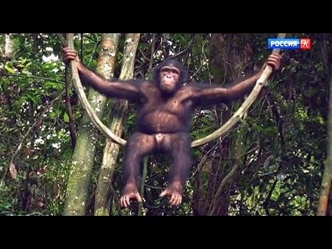 История обезьяны по имени Канель