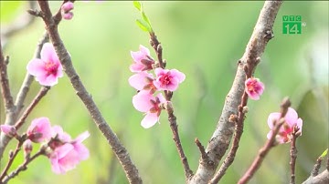 Bắc Bộ sẽ nắng ấm những ngày cận Tết| VTC14