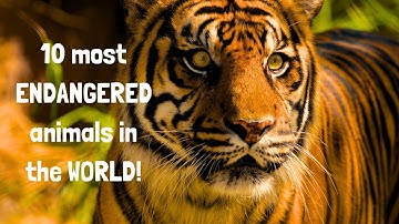 10 most ENDANGERED animals in the WORLD