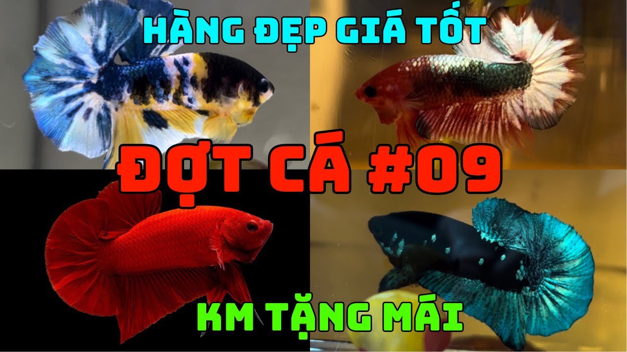 ĐỢT CÁ BETTA #09 (22/07) - Koi Yellow, Yellow Red Fccp, Black Blue, Super Red, Koi Yellow Copper..