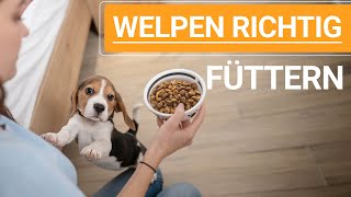 Welpen richtig füttern ➡ Alles zum Thema Welpen füttern ➡ ✔