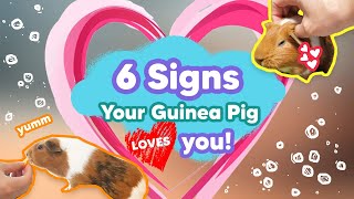 How To Know Your Guinea Pigs Love You (Are They Just Playing Hard To Get?)