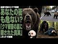 【緊急】あなたの街も危ない?「クマ被害の裏に隠された真実」