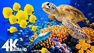 4K Stunning Underwater Wonders of the Red Sea - Colorful Coral Reef Inhabitants (4K VIDEO ULTRA HD)