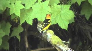 07-06-2010 Day 43 Pretty Bird-Living Alone In The Wilderness