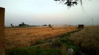 Wheat harvest Punjab India