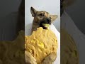 Two little paws holding the cake base, eating it with gusto. #DogEating