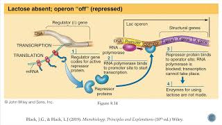 Microbial Adaptation (part 1) by Irwan's Work Channel 772 views 2 years ago 14 minutes, 19 seconds