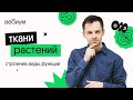 ТКАНИ РАСТЕНИЙ | Биология ЕГЭ | Вебиум