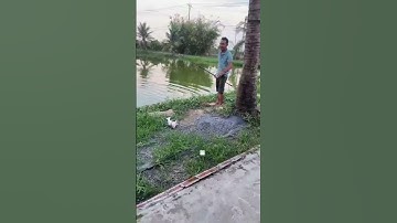 #Shorts Báo cá tra năm 2024 clip 24 - Hồ Câu Vườn Dừa ấp Ngã Tư, xã Nhuận Đức, huyện Củ Chi, TP HCM