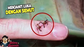 Ternyata Kemampuan Semut Diluar Dugaaan Kita Selama Ini