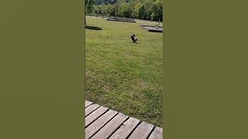 Traxxas Maxx Survives Crash🔥 #rc #traxxas #xmaxx8s #maxx #rccars #rctrucks #crash