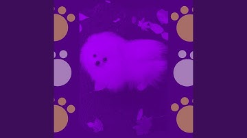 Pulsating Keeping Your Dog Happy