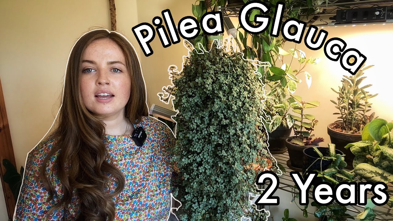 Pilea Glauca: Ultimate Care Guide for a Thriving Plant