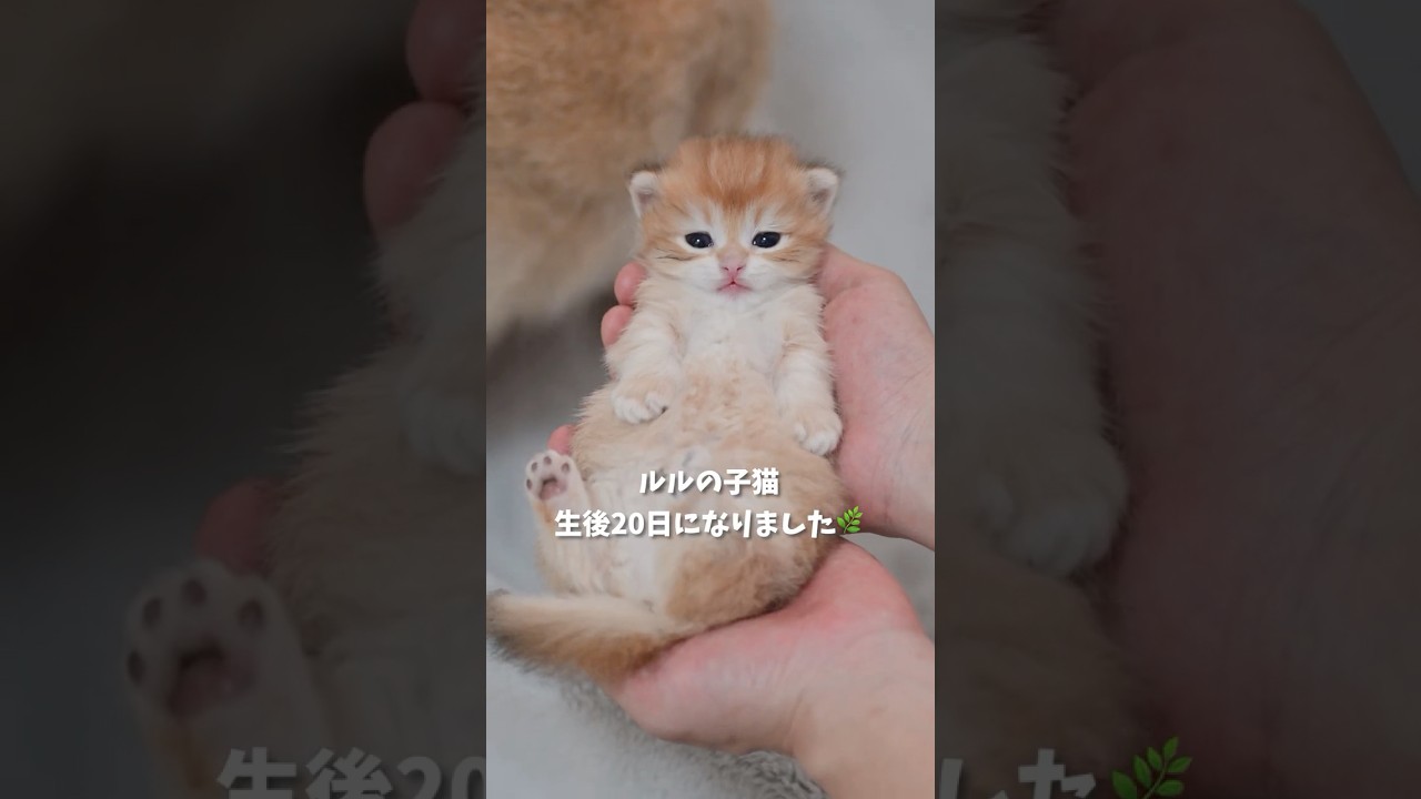 ルルの子猫、生後20日になりました🌿