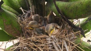 MENCARI SARANG BURUNG CENDET | CARI SARANG BURUNG CENDET | SARANG BURUNG CENDET