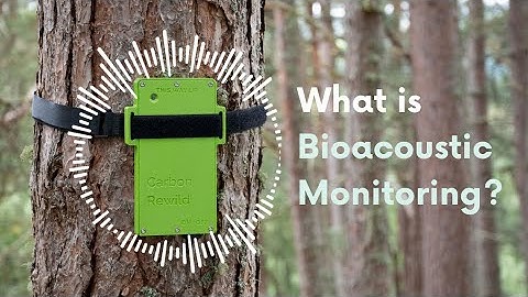 Carbon Rewild: Introducing Bioacoustic Monitoring
