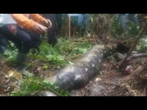 22 Foot Long Python Swallowed 54 Years Old Woman In Indonesia
